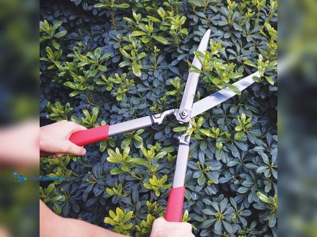 Lot 49-5554082 - Corona ClassicCUT 13.5 in. Forged Steel Blade with Comfortable Steel Handles Hedge Shears Model # HS...