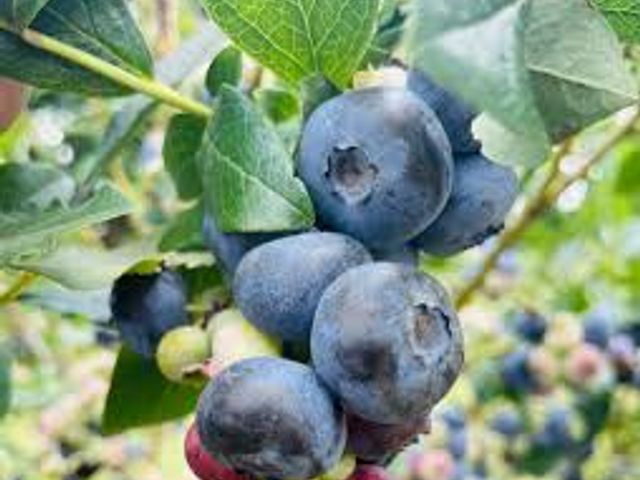Lot 499-41 - Sandy Bottom Berries- certificate for 1 pail of pick your own blueberries
Located in Rockford MI
Val...