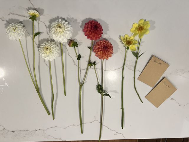 Lot 499-239 - Bundle of Dahlia Tubers + Cosmos &amp; Celosia Seeds. 
You’ll receive (8) dahlia tubers and two pack...