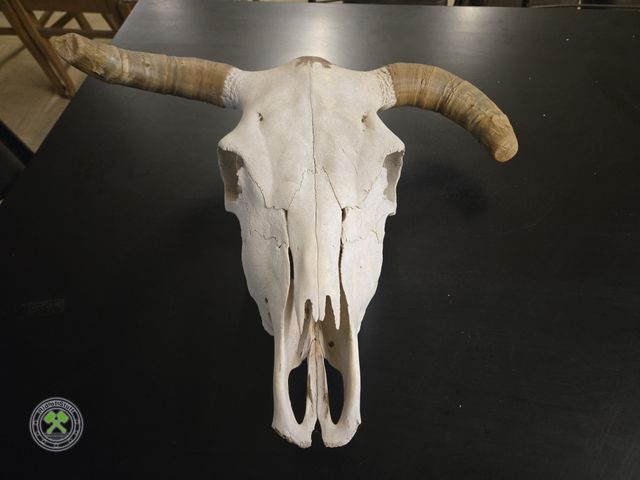 Lot 53-1080 - Cow Skull with Horns Decor