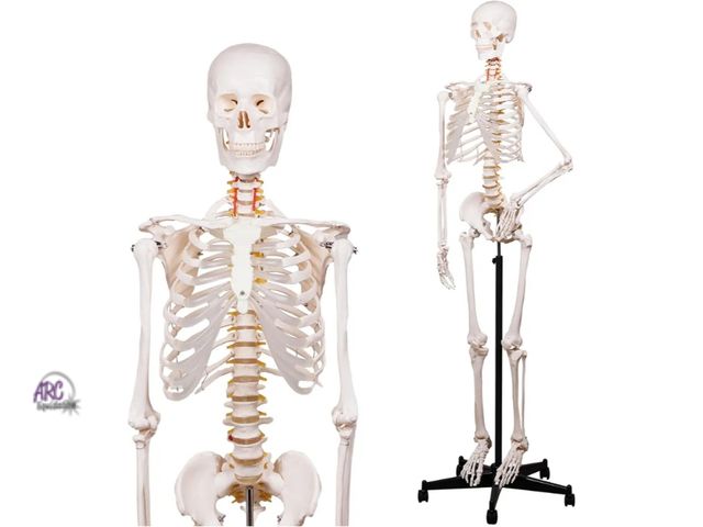 Lot 56-791140 - New Human Skeleton Model for Anatomy -Life Size Anatomical Skeleton Medical Model with Nervous Syste...