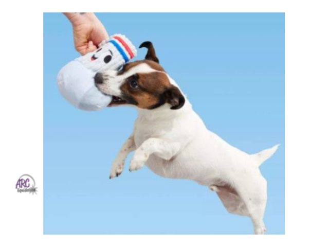 Lot 56-494464 - New - BARK Snack Pack Jim Sock Dog Plush Toy: Squeaks, Chew, Occupy, Cuddle, All Sizes