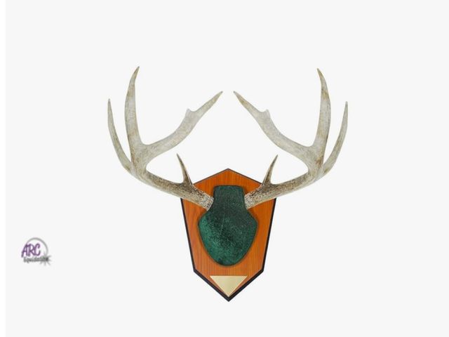 Lot 56-356124 - New, Allen Antler Mounting Kit with Skull Cover &amp; Engraveable Plaque
