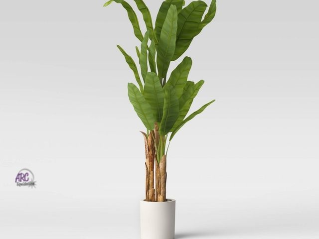 Lot 56-855412 - New - *Some Scuffs on Pot See Pictures* 72" Banana Tree in Cement