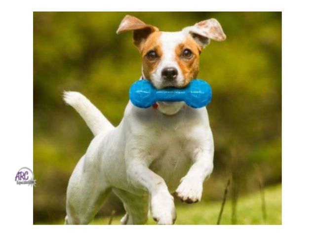 Lot 56-494564 - New - 7-in - Nerf Dog TPR EXO Squeaky Barbel Chew Dog Toy, Light Blue/Green