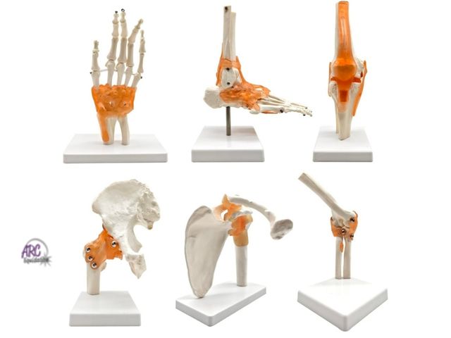 Lot 56-885440 - New - 6 pcs/Set Anatomy Models Human Shoulder Elbow Hip Knee Hand Foot Joint Bone Models