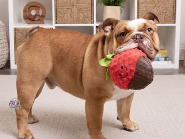 Lot 56-215560 - New - TrustyPup Tough 'N Fun Cocoa Berry Squeaky TPR &amp; Plush Durable Dog Toy, Red Large