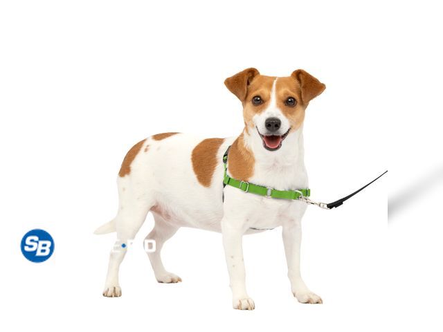 Lot 58-26909 - New PetSafe Easy Walk No-Pull Dog Harness Perfect for Leash &amp; Harness Training