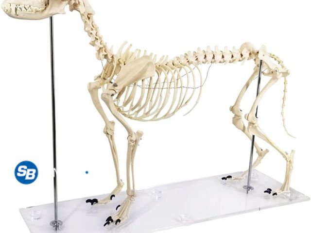 Lot 58-76181 - New Canine (Dog) Skeleton Model, Life Size