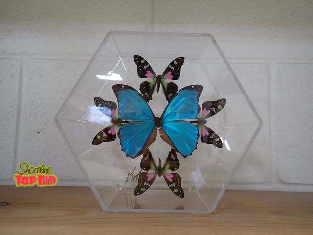 Lot 59-24216 - Morpho and Graphium Butterfly Art Taxidermy 7" x 8" Display, Signed with Paperwork