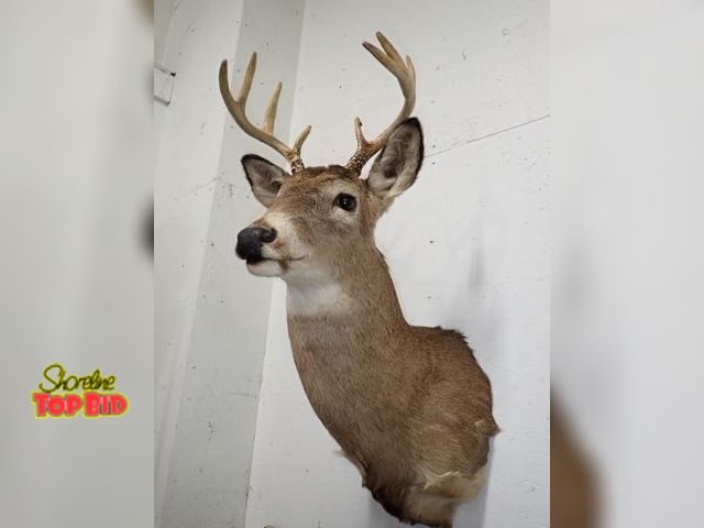 Lot 59-33262 - Beautiful 8-Point Rack Buck Shoulder Mount
