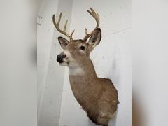 Lot 59-33262 - undefined