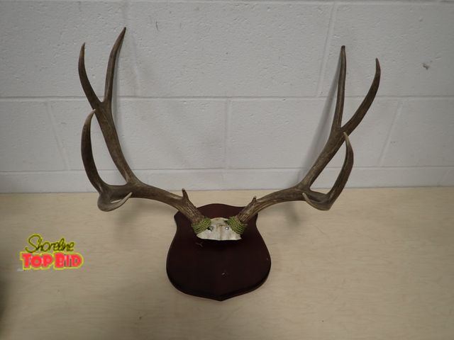 Lot 59-33186 - Taxidermy Deer Antler Wall Mount