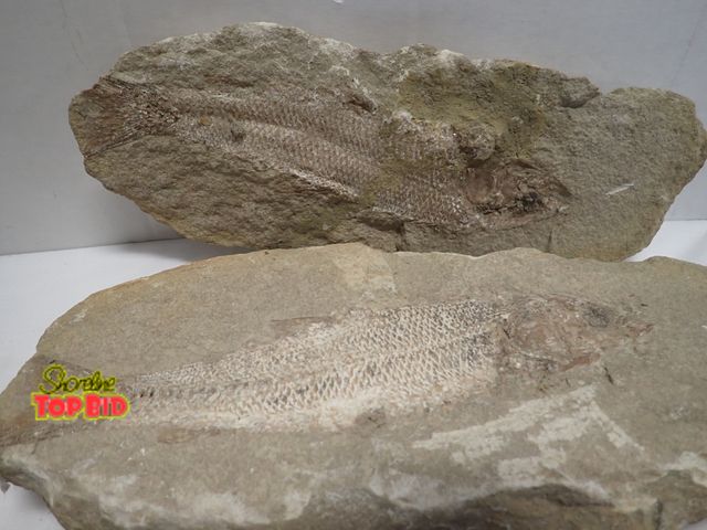 Lot 59-10418 - Split Nodule Fossil of Rhacolepis Buccalis, an Extinct Genus of Ray-Finned Fish. This example featur...