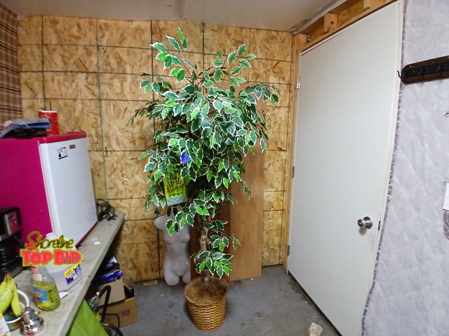 Lot 59-71010 - 6ft Artificial Variegated Ficus Tree Faux Indoor Floor Plant in Basket