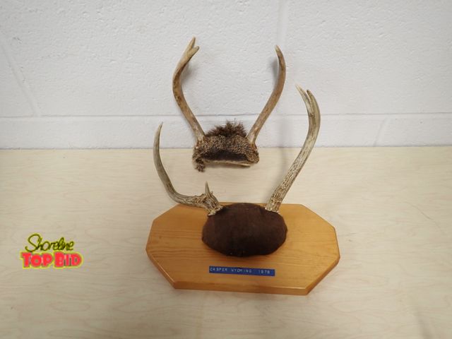 Lot 59-33185 - Vintage Taxidermy Wall Mounts