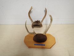 Lot 59-33185 - undefined