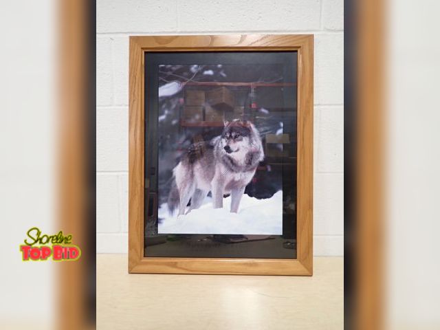 Lot 59-33191 - Framed Gray Wolf Standing in Snow Print 26.5" x 20.5"