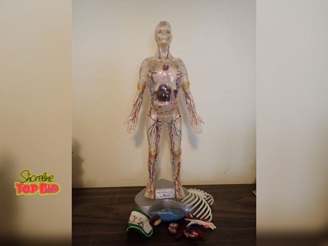 Lot 59-43251 - Vintage Renwal "The Visible Man" Model Kit