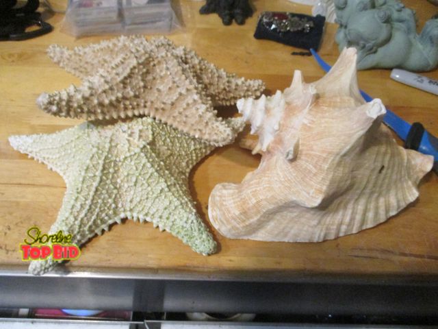 Lot 59-92051 - large conch seashell and 2 large star fish