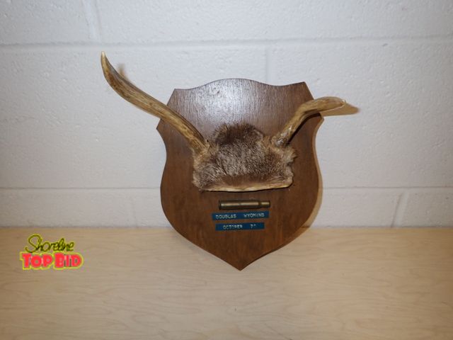 Lot 59-33184 - Vintage Taxidermy Antler Wall Mount 2-Point Rack, Douglas Wyoming Oct. 1970 with Rifle Cartridge