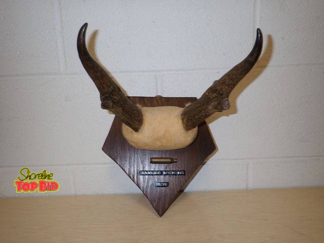 Lot 59-33182 - Vintage Pronghorn Antelope Taxidermy Wall Mount, Douglas Wyoming 1972 with Rifle Cartridge