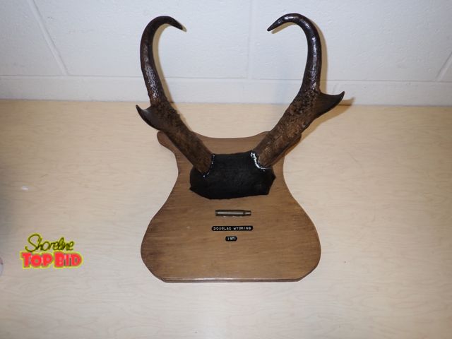 Lot 59-33187 - Antelope Horn Mounted, Douglas Wyoming 1971 with Rifle Cartridge is Mounted Below Horns