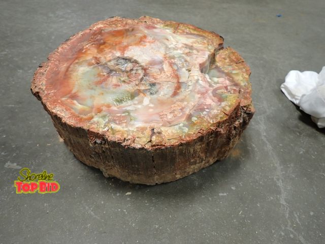 Lot 59-10311 - Beautiful Arizonian Unique Prismatic Rainbow Slice of Petrified Wood 23" x 11" x 6" Thick. Estimated...