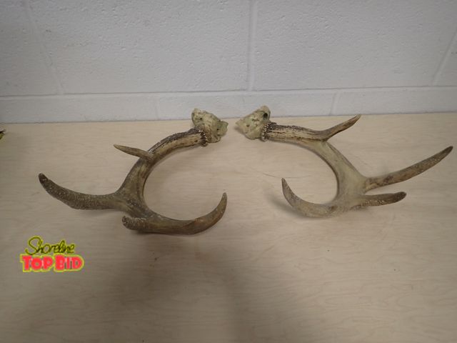 Lot 59-33164 - Pair of Natural Whitetail Deer Antler Sheds, Rustic Decor