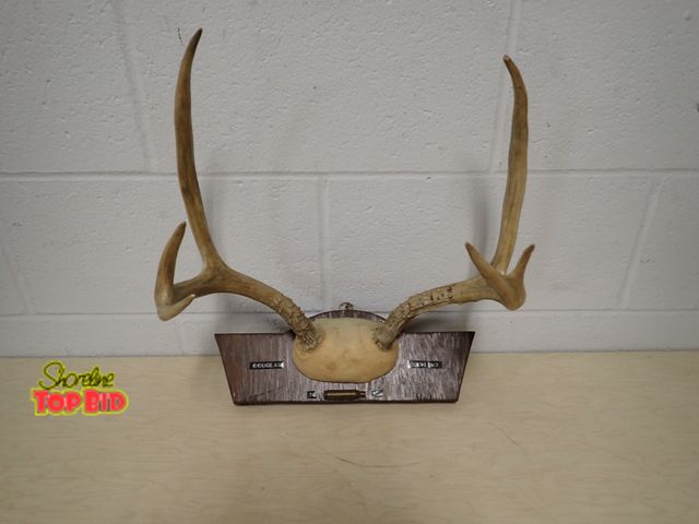 Lot 59-33183 - Vintage Taxidermy Deer Antler Mount, A Buck's Antler, Douglas Wyoming 1972 with Rifle Cartridge