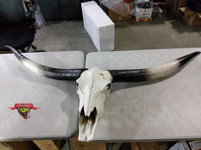 Lot 7-130011 - Wall mounted Faux Longhorn skull with 64" Wide horn. NOTE: Small piece on back of horn glued togethe...