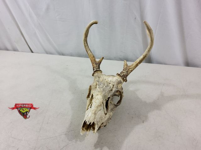 Lot 7-134582 - European deer mount.