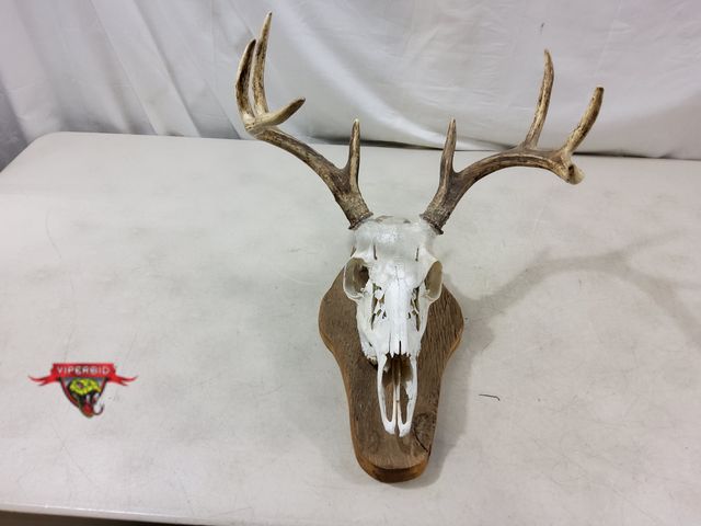 Lot 7-130934 - Real European Mount deer skull. Antlers 15" Spread. Note: Small piece glued back on (see pic).
