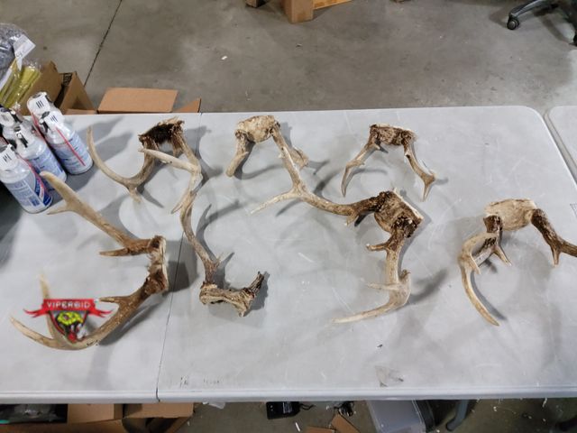 Lot 7-134774 - (7) Assorted deer mounts.