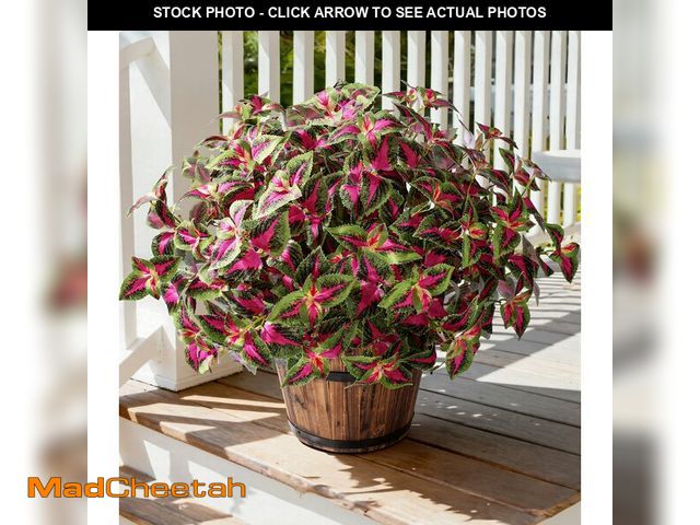 Lot 74-13624829 - florisso Artificial Greenery Plants Outdoor, 5 Pcs Faux Coleus Plants UV Resistant Silk Plants with ...