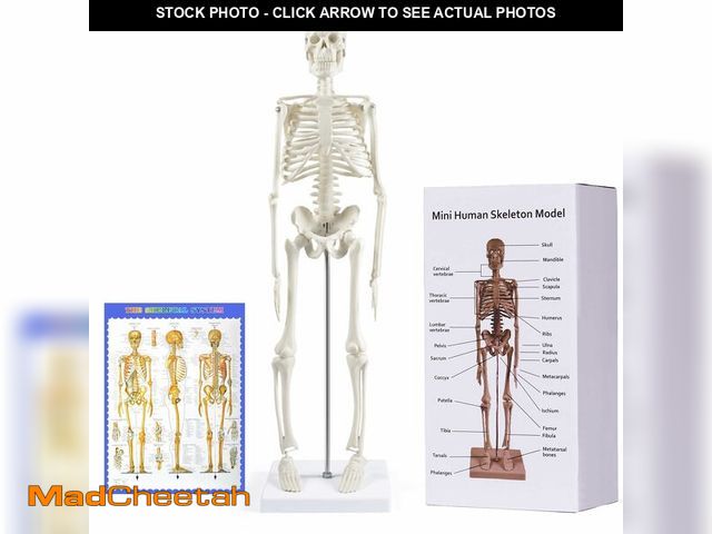 Lot 74-13541015 - breesky Human Skeleton Model for Anatomy: 17Ã¢â¬Â Human Skeleton Model with Movable Arms and Legs ...