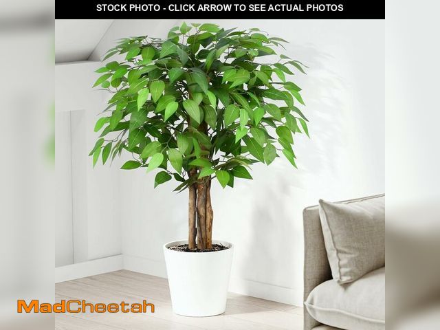 Lot 74-14365455 - Keeplush 3ft Ficus Artificial Trees with Natural Curved Trunks, 36" Tall Lush Faux Tree for Home Dec...