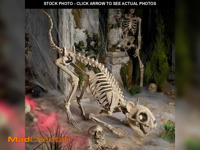 Lot 74-12892894 - 5 Ft. Long Grave &amp; Bones LED Skelly'S Cat H21 - UNUSED