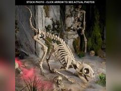 Lot 74-12892894 - undefined