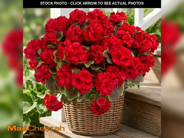 Lot 74-14428826 - lovemoon 8 Pcs Artificial Geranium Plant Realistic Silk Flowers for Outside UV Resistant Faux Gerani...