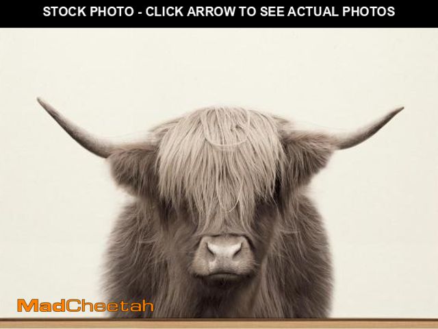 Lot 74-12137791 - (FRAME IS CRACKED) Kate and Laurel Sylvie Hey Dude Highland Cow Color Framed Canvas Wall Art by The ...