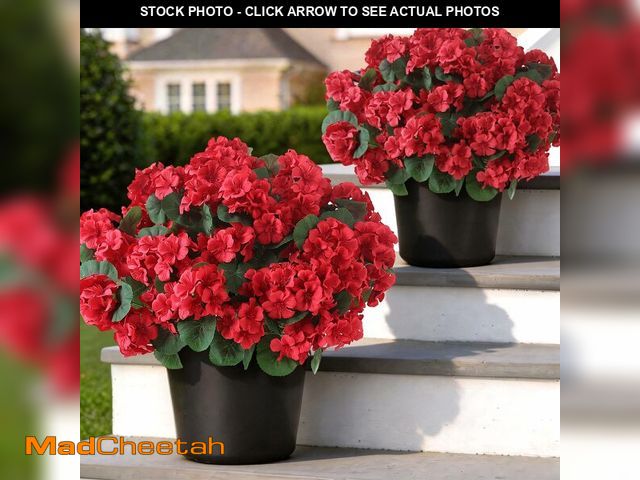 Lot 74-14267619 - GLIDLION 2 Pack Artificial Geranium Flowers Topitary Trees for Outdoors, UV Resistant Geraniums Pott...