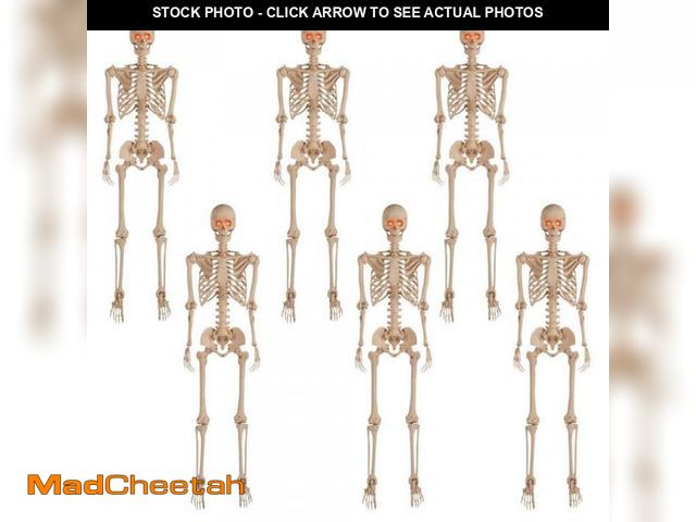 Lot 74-12360814 - Home Accents Holiday 6-Pack 5 ft. Grave &amp; Bones Poseable Skeleton - UNUSED