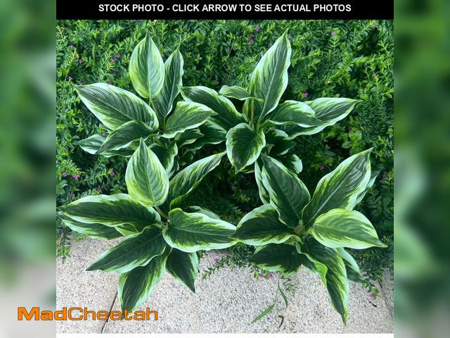Lot 74-13946808 - 4 Bushes Perennial Hosta Artificial Variegated Green Leave Plant 15.7" Faux Dieffenbachia Tropical P...