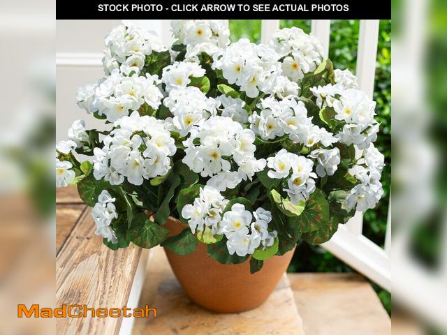 Lot 74-14423459 - Artificial Geranium Fake Flowers for Outdoors Decoration, 6 Bundles Silk Geraniums White Flower UV R...