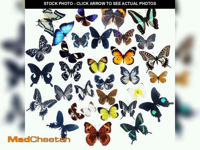 Lot 74-13539061 - 15 pcs of Real Dried Dead Butterflies with Spread Wings Shaped, Natural unmounted Butterfly specimen...