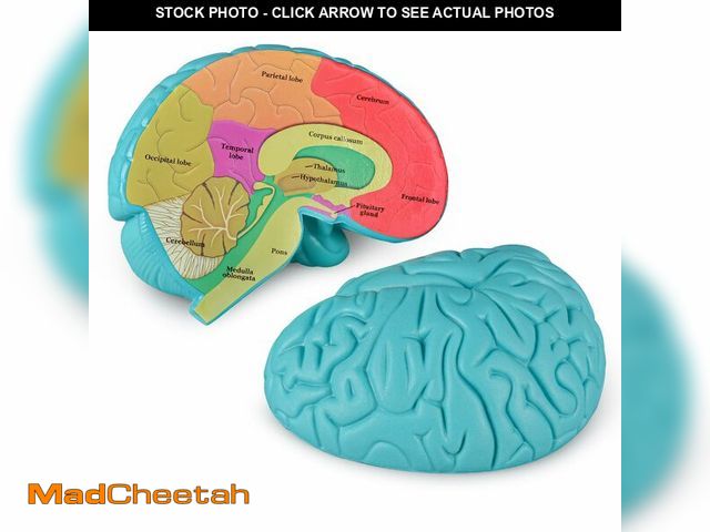 Lot 74-14431837 - Skillssist Cross-Section Brain Model, Human Brain Anatomy Model, 2 Pieces Foam Brain for Science Edu...
