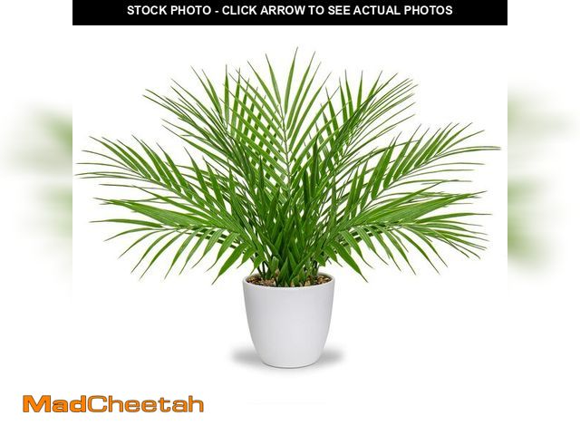 Lot 74-12433928 - Briful Fake Plant 15Ã¢â¬Ã¢â¬ Artificial Palm Plant in White Pot Real Touch Faux Tropical Palm Tree...