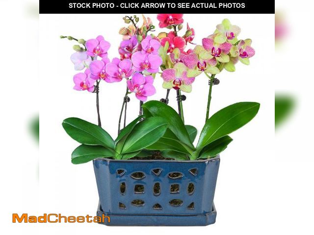 Lot 74-11558648 - W&amp;W Orchid Pot with Holes and Saucer for Repotting, Blue, 9.7 Inches - UNUSED