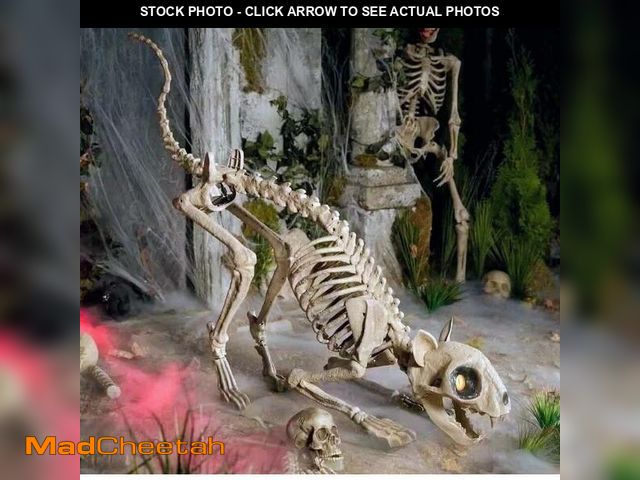 Lot 74-13049849 - 5 Ft. Long Grave &amp; Bones LED Skelly'S Cat H21 - UNUSED